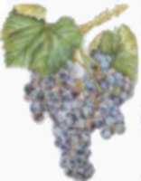 Cépage grenache