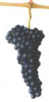 cépage syrah
