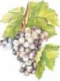 cépage cinsault